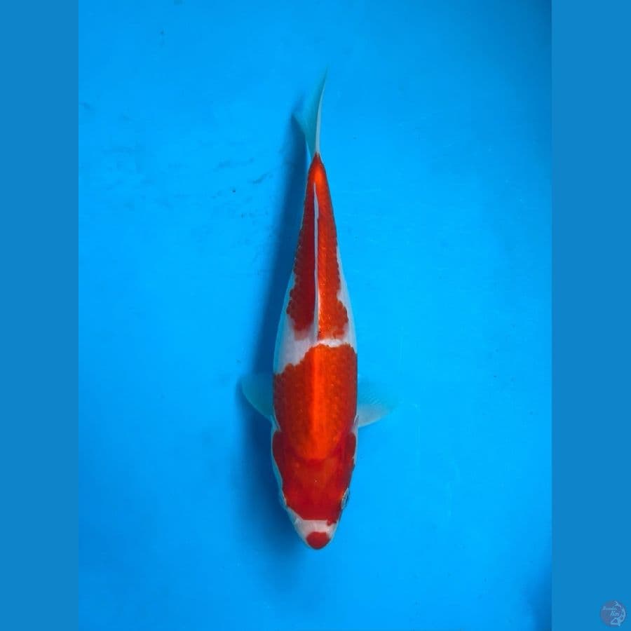 Kohaku kuchibeni 27 cm
