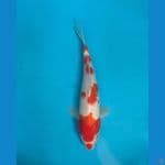 Kohaku 26 cm