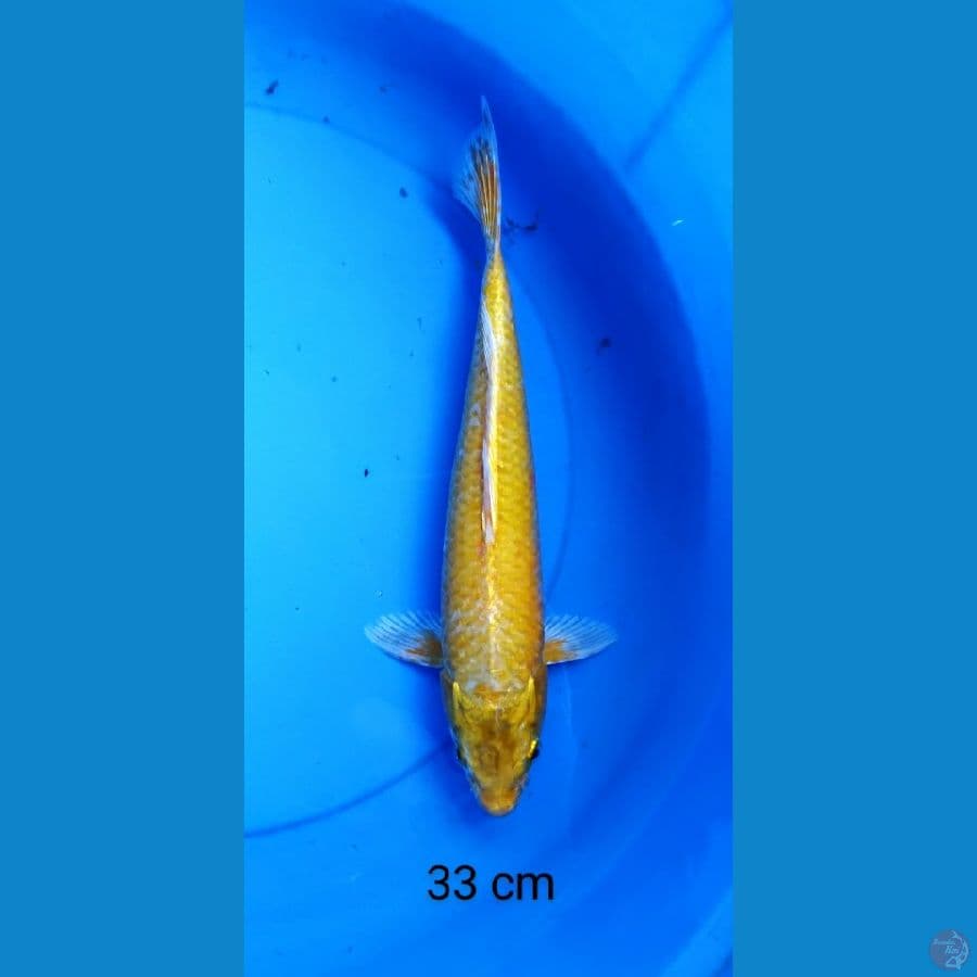 yamabuki 33 cm