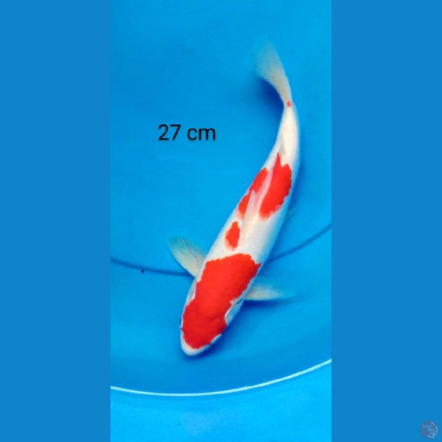 kohaku 27 cm