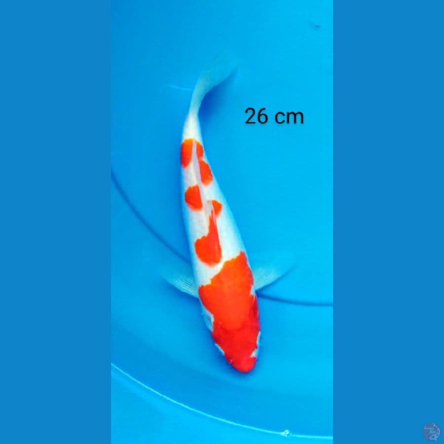 kohaku strong 26 cm