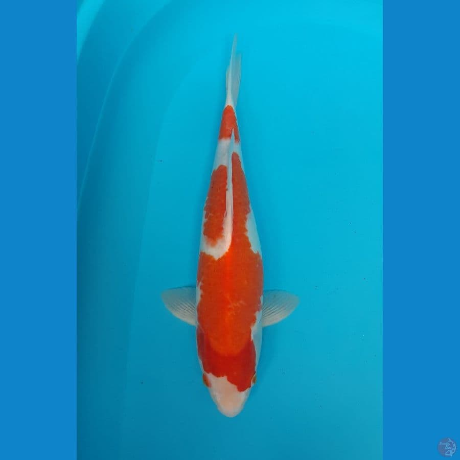 Kohaku 
