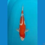 Kohaku 