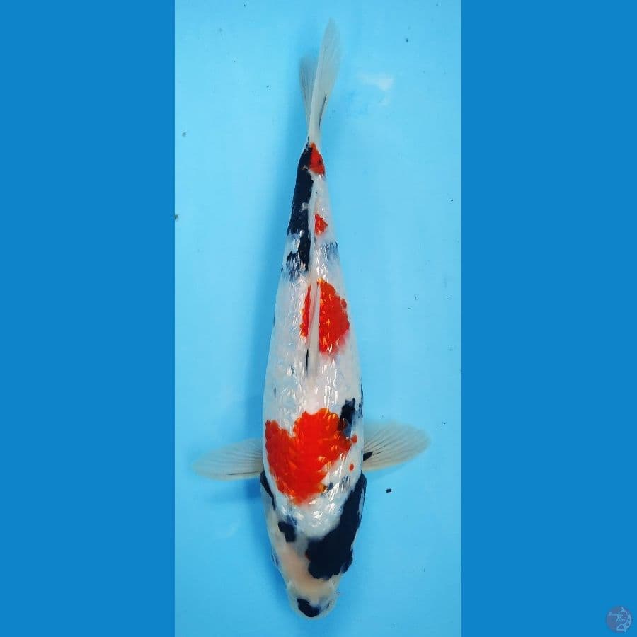 SHOWA KINDAI FULL GINRIN 28 CM sq
