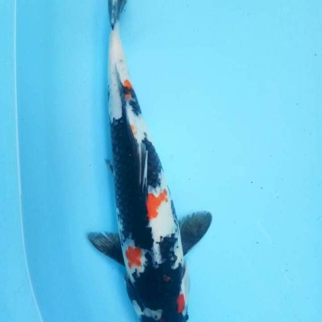 Showa 34 cm