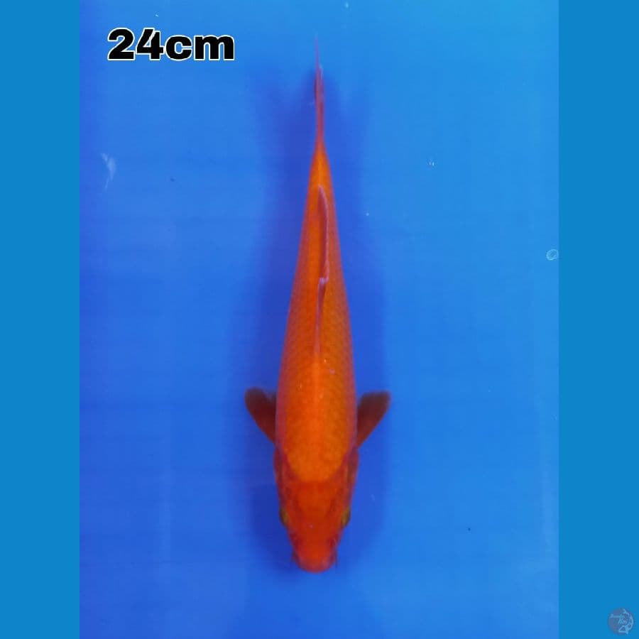 benigoi 24 cm tembusss telak 