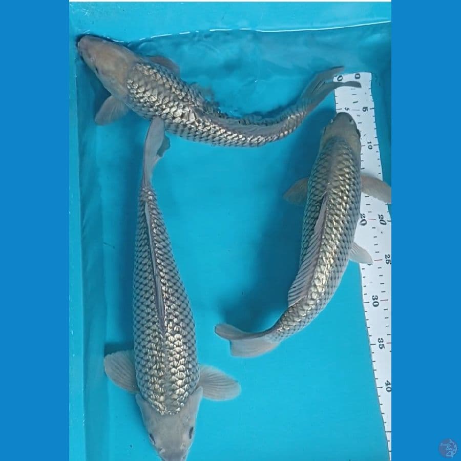 sorgin bulky all male 37,38,39 cm