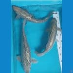 sorgin bulky all male 37,38,39 cm