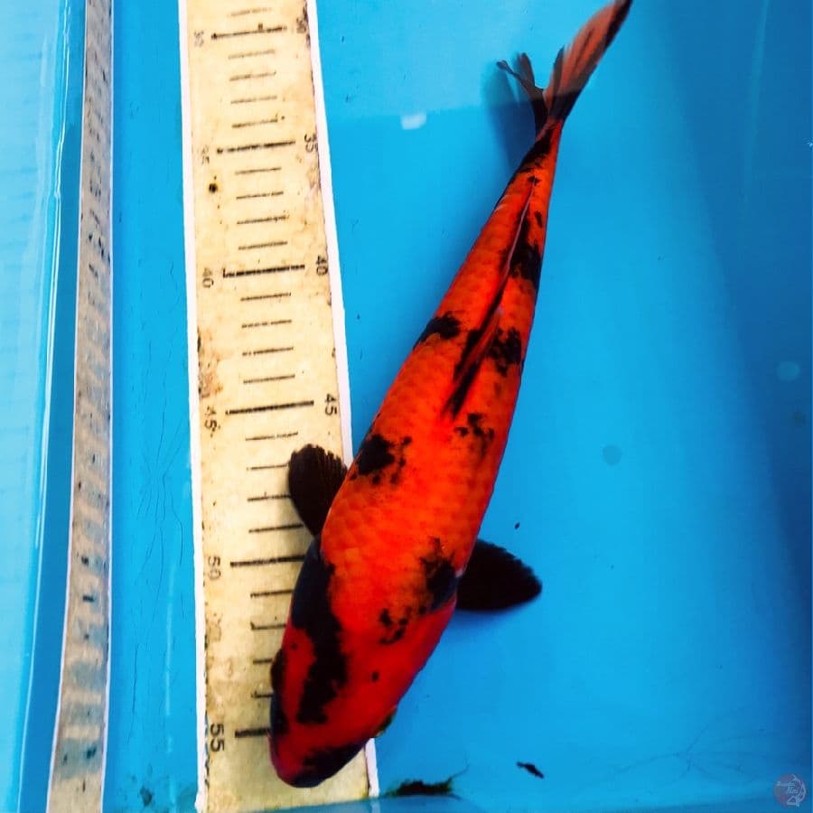 hi utsuri, 25 cm