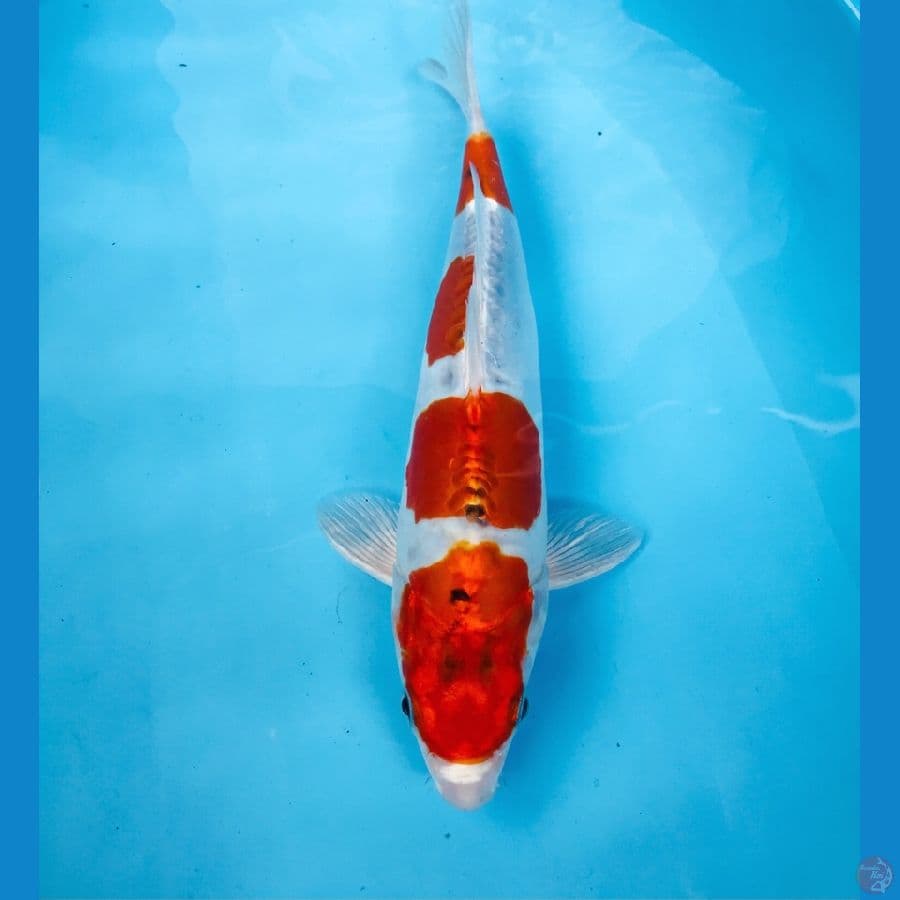 beni kiko, 28 cm