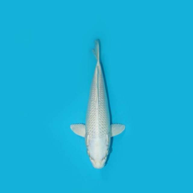 26 cm - PLATINUM OGON