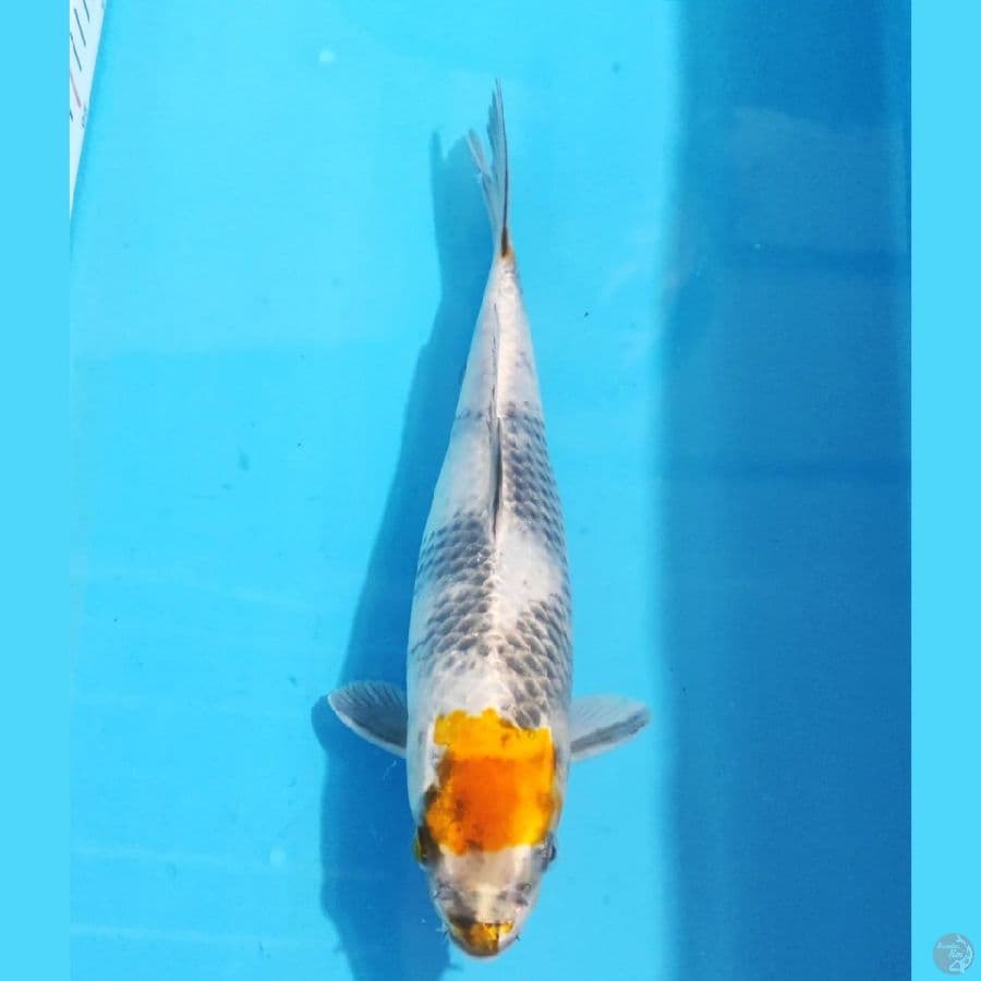 tancho kin showa 29cm female