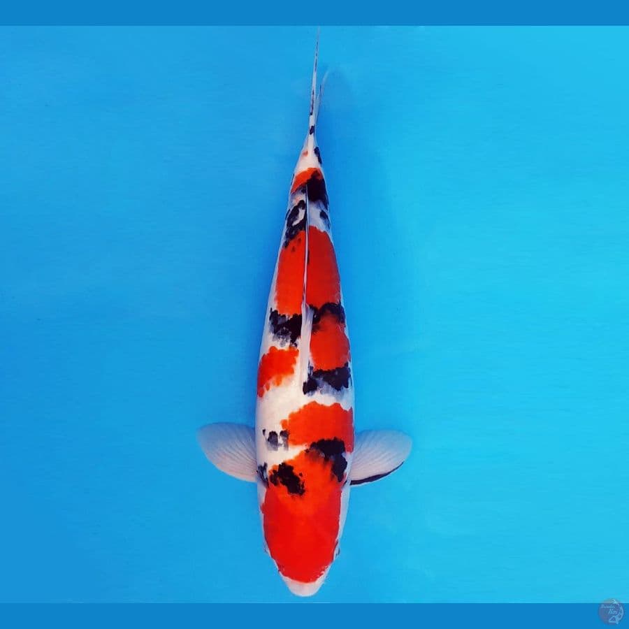 SILK ROAD 6 ~ TAISHO SANKE 39 cm/fm ™