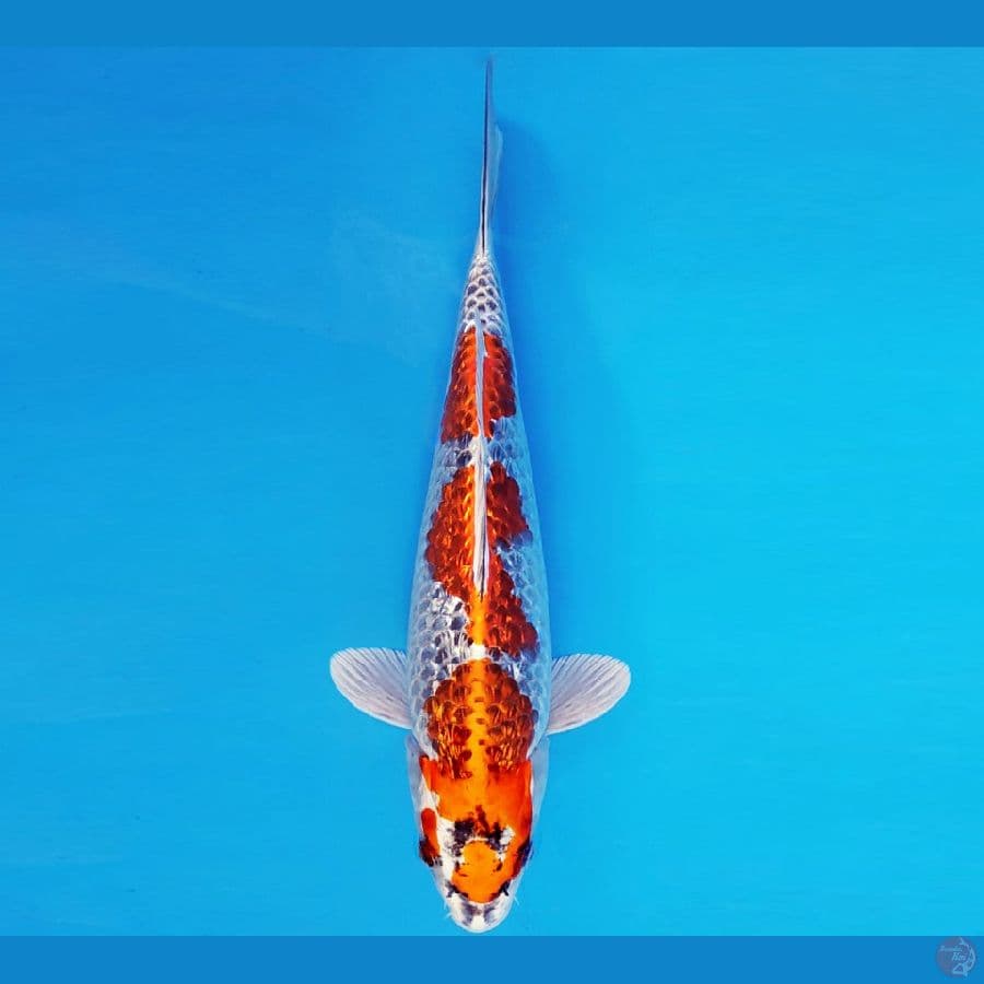 SILK ROAD 7 ~ BENI GINGA GIN RIN 34 cm/fm ™