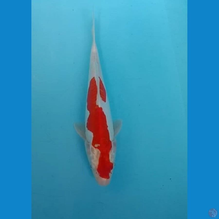 kohaku doitsu