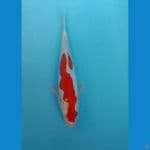 kohaku doitsu