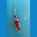 kohaku