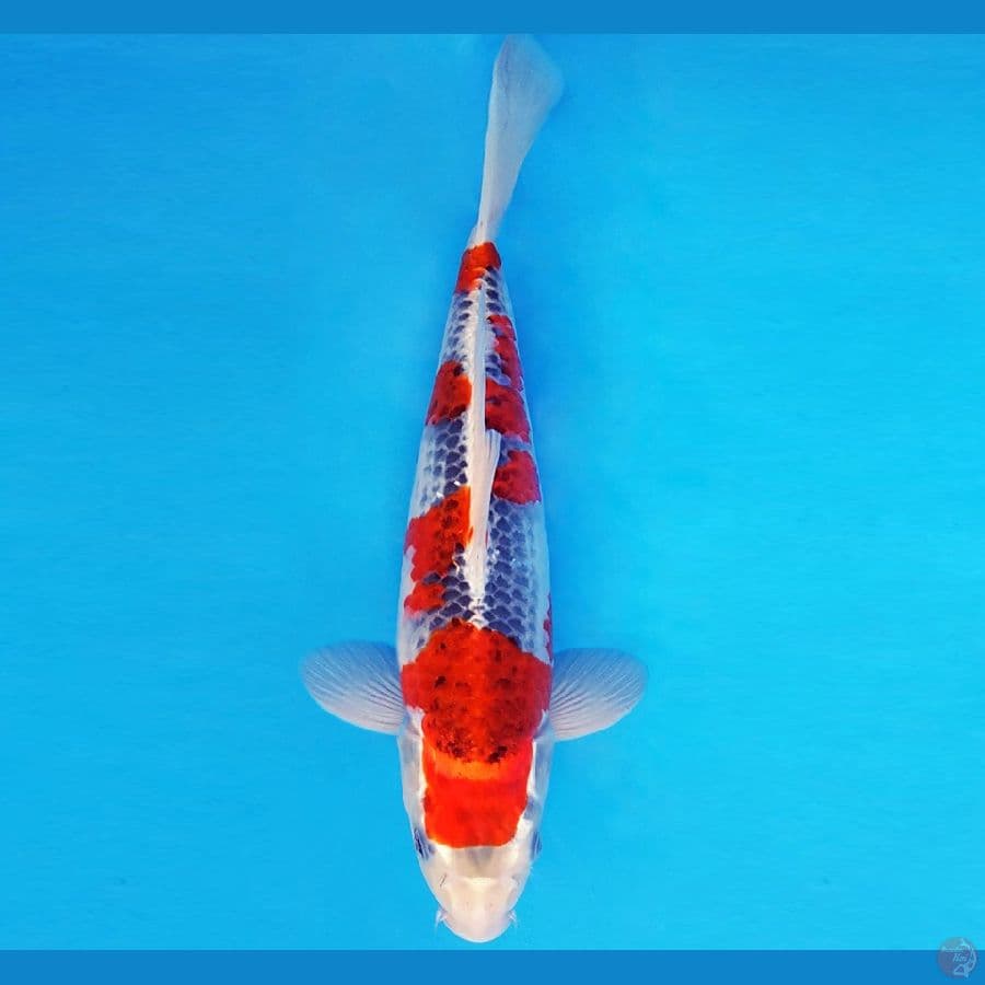 SILK ROAD 19 ~ GOSHIKI 33 cm/male ™