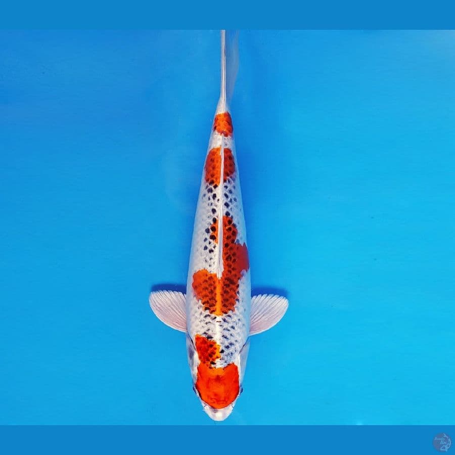 SILK ROAD 20 ~ KUJAKU 32 cm/ fm ™