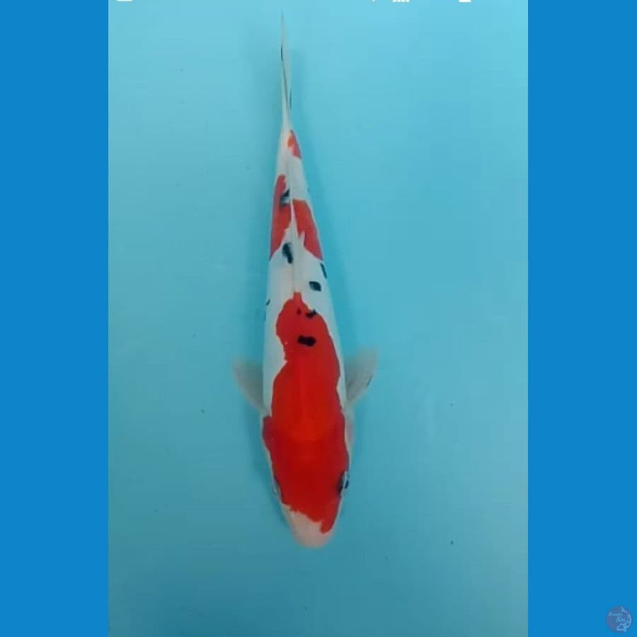 sanke doitsu