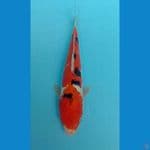 sanke doit 29 cm