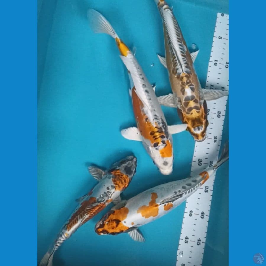 kiko prospek 27, 30,34,37 cm