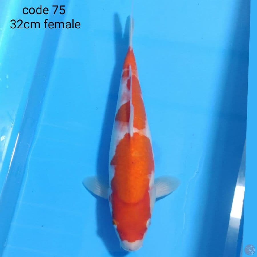 kohaku 32cm female 