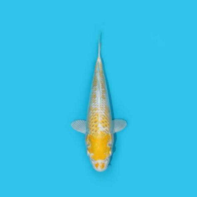 23 cm - HARIWAKE