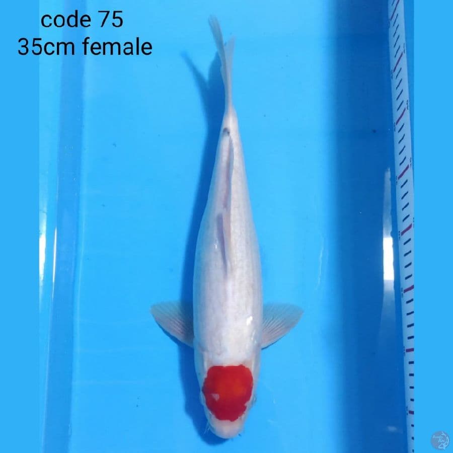 tancho sanke 35cm female 