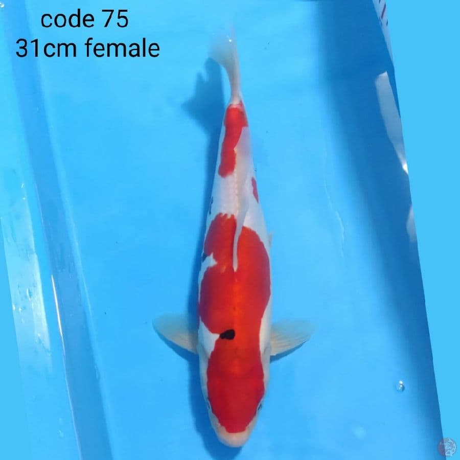 doitsu sanke 31cm female