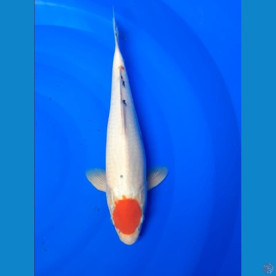 tancho sanke 40cm