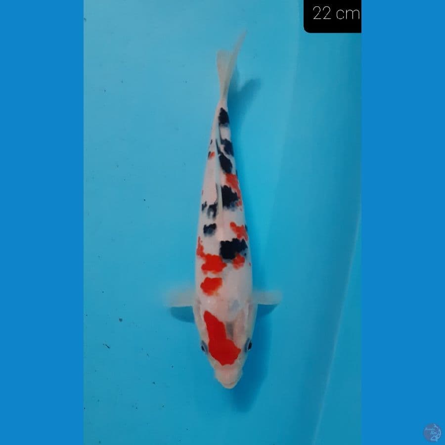 *SANKE 22 CM*