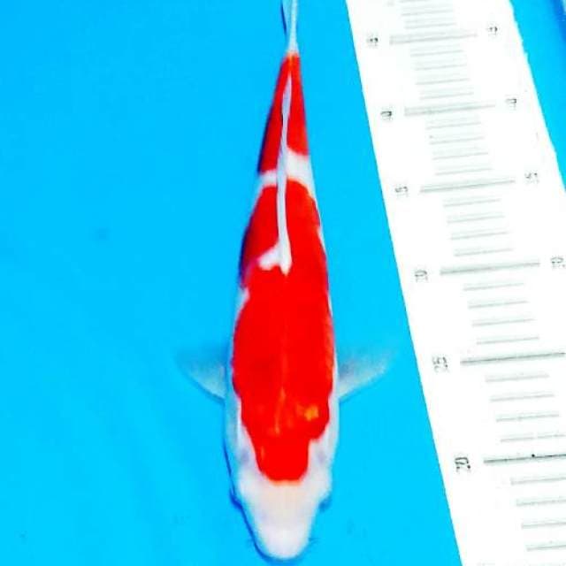 Ai ģoromo red 34cm