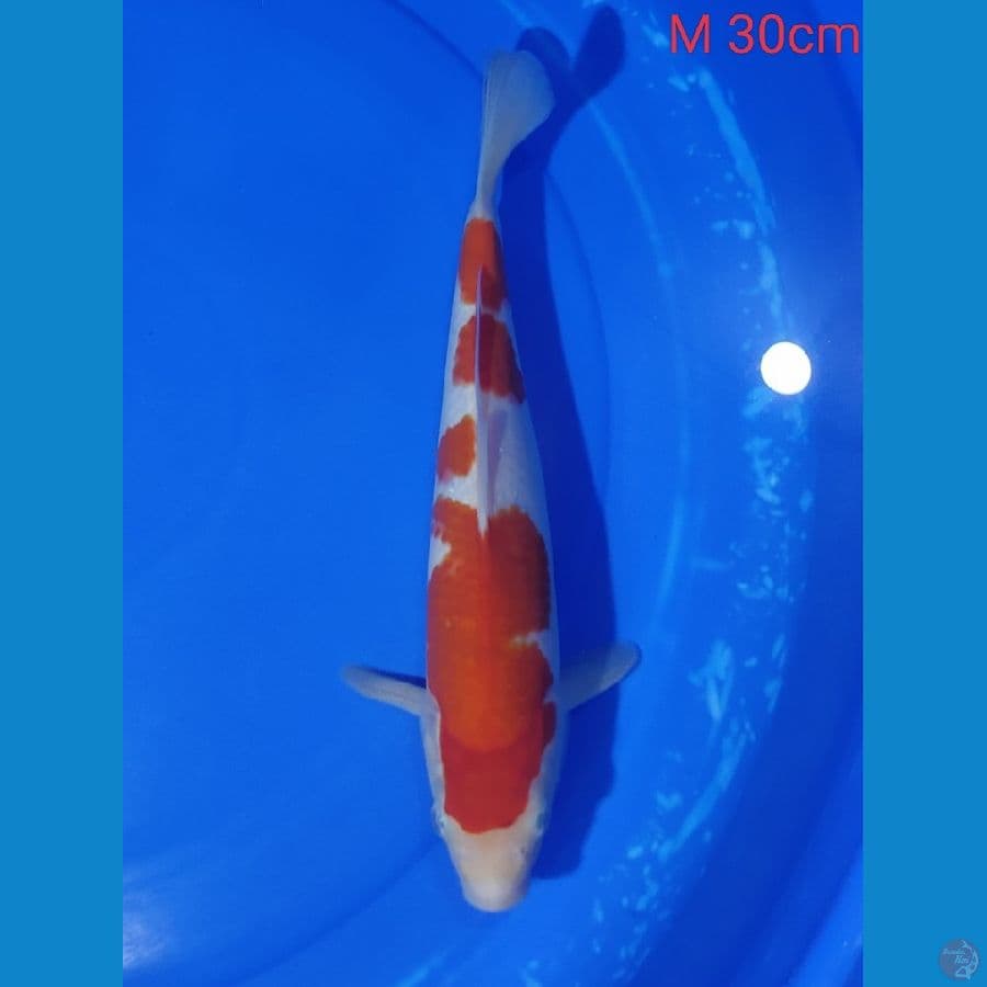 Kohaku male 30cm 