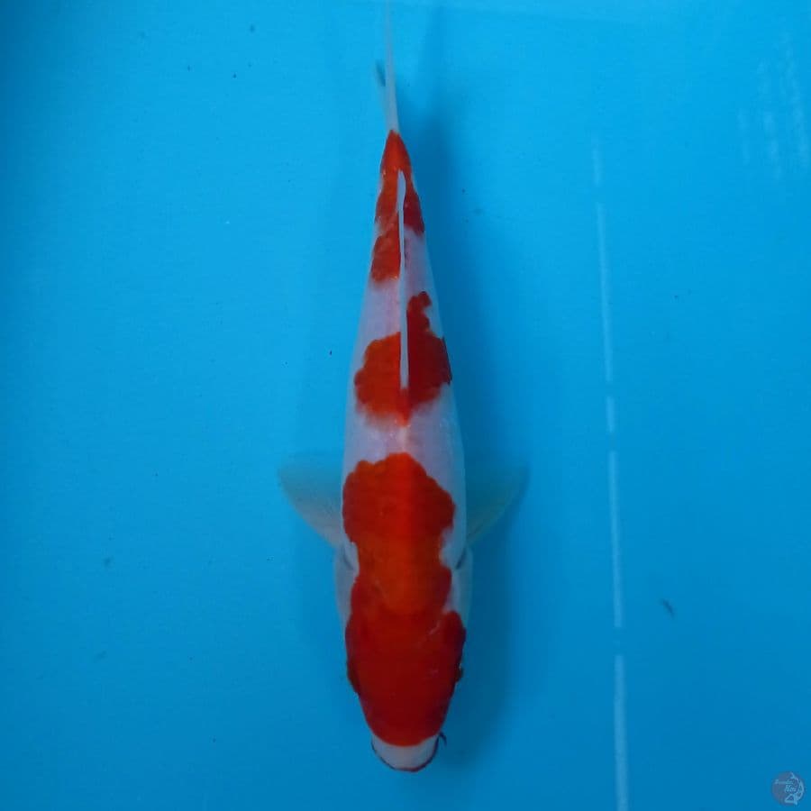 kohaku, 22 cm