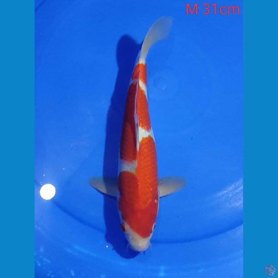 Kohaku male 31cm 