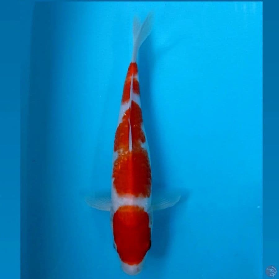 kohaku, 30 cm