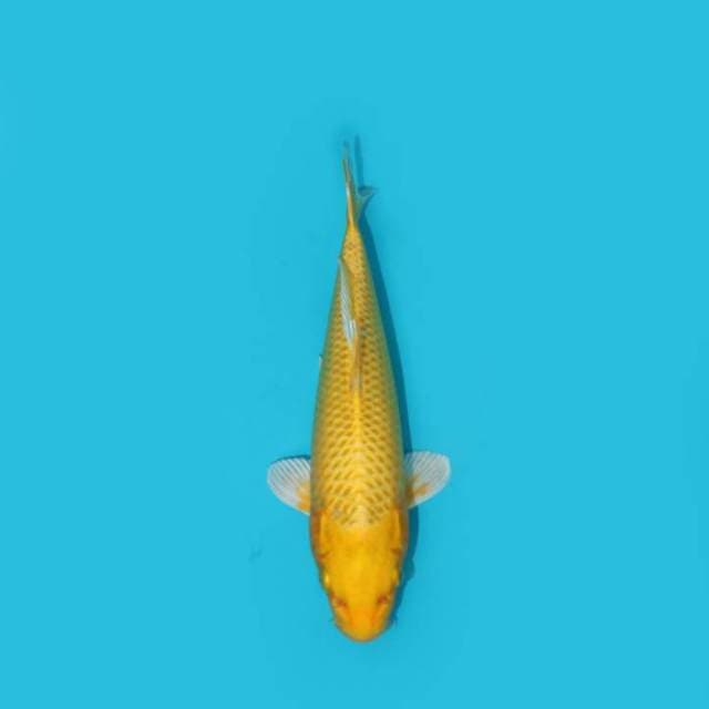24 cm - YAMABUKI OGON