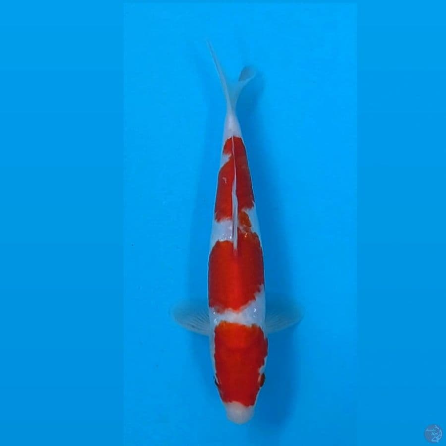 kohaku, 24 cm