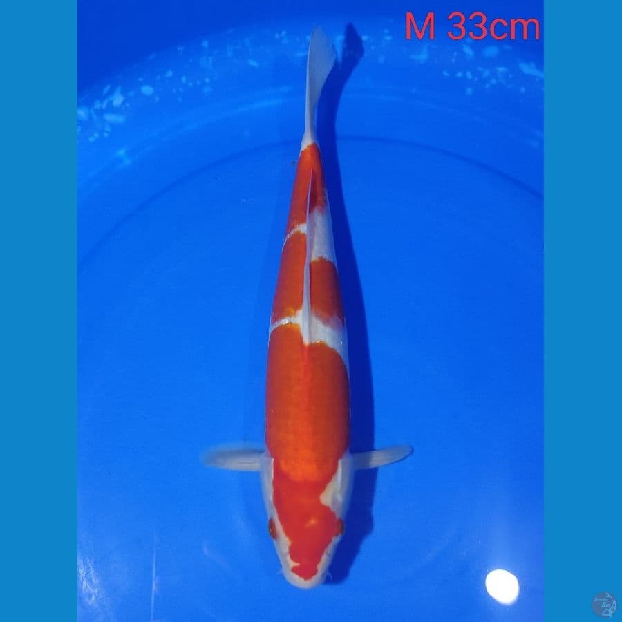 Kohaku 3step Haluss male 33cm 