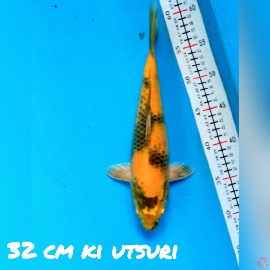 ki utsuri 