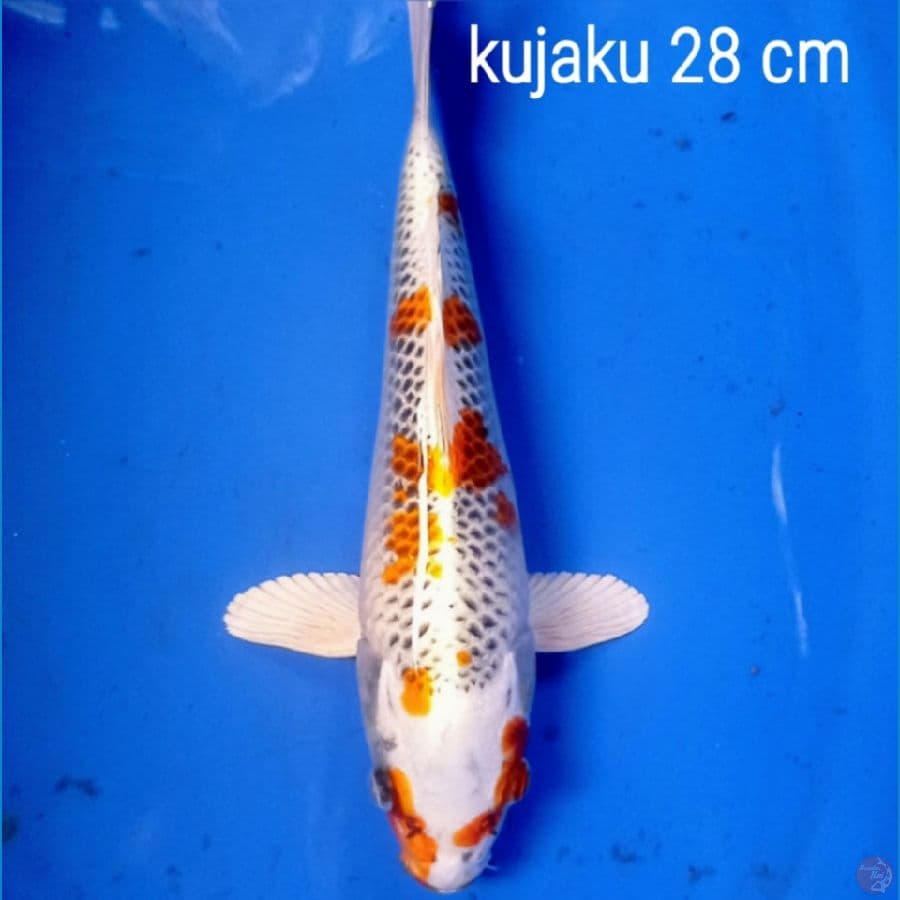 kujaku 28 cm 