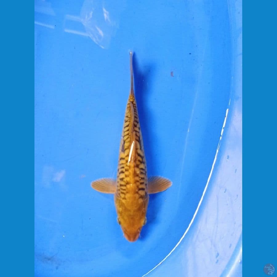 cagoi 24 cm araboke