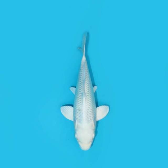 20 cm - PLATINUM OGON
