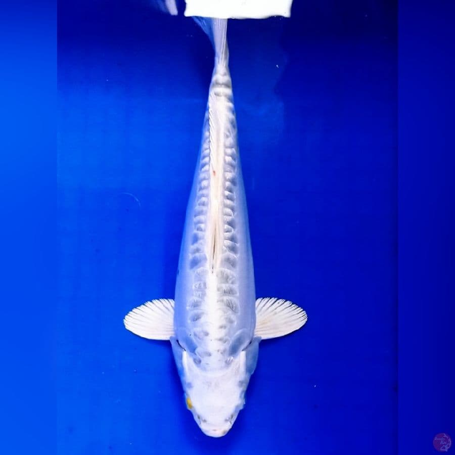 platinum araboke 31 cm
