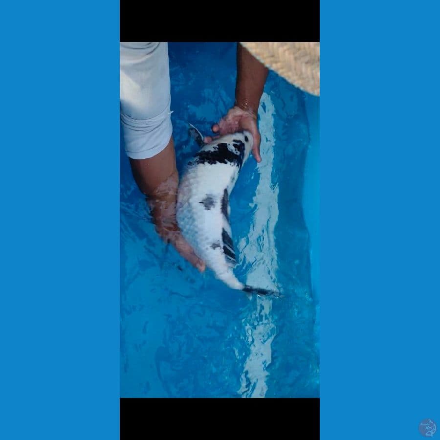 shiro 53CM tosai
