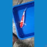 showa cakep 35cm