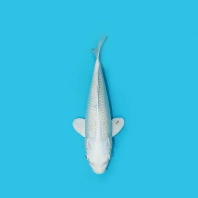 23 cm - PLATINUM OGON