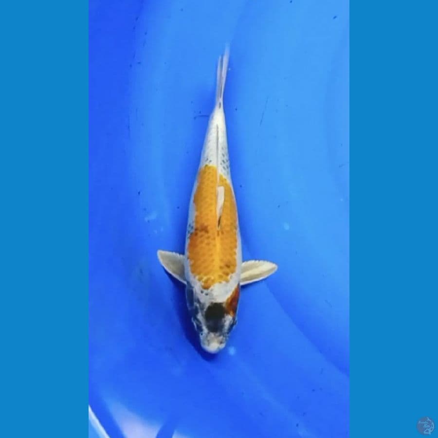 Kin ki showa 31 cm
