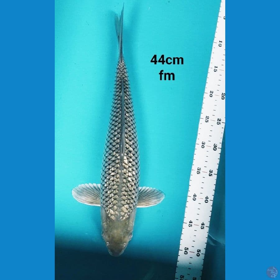 soragoi ginrin 44cm
